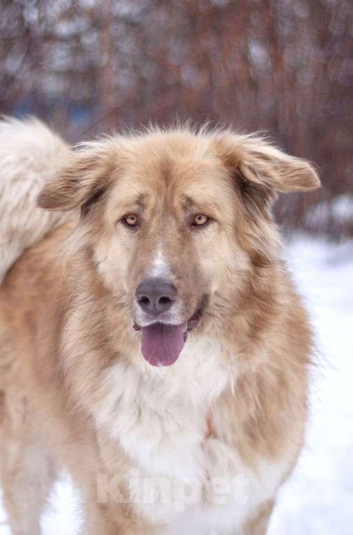 Собаки в Москве: Невероятно красивый и добрый Барни в добрые руки Мальчик, Бесплатно - фото 2