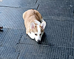 Собаки в Чапаевске: Девочка вельш корги пемброк Девочка, 20 000 руб. - фото 3