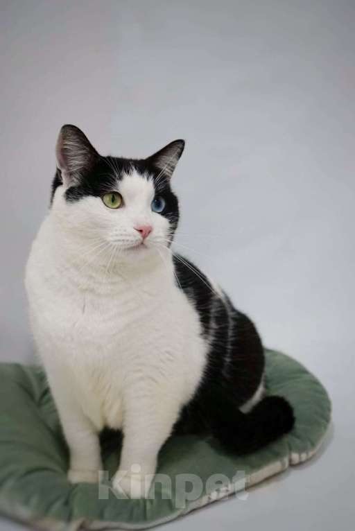 Кошки в Москве: Красивый разноглазый кот Хасико в добрые руки  Мальчик, Бесплатно - фото 2