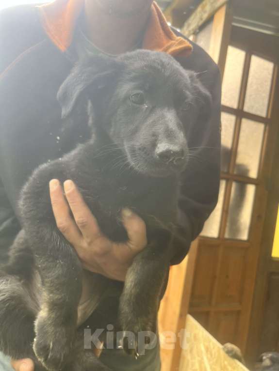 Собаки в других городах Краснодарского края: Продажа щенков ВЕО Мальчик, 20 000 руб. - фото 4