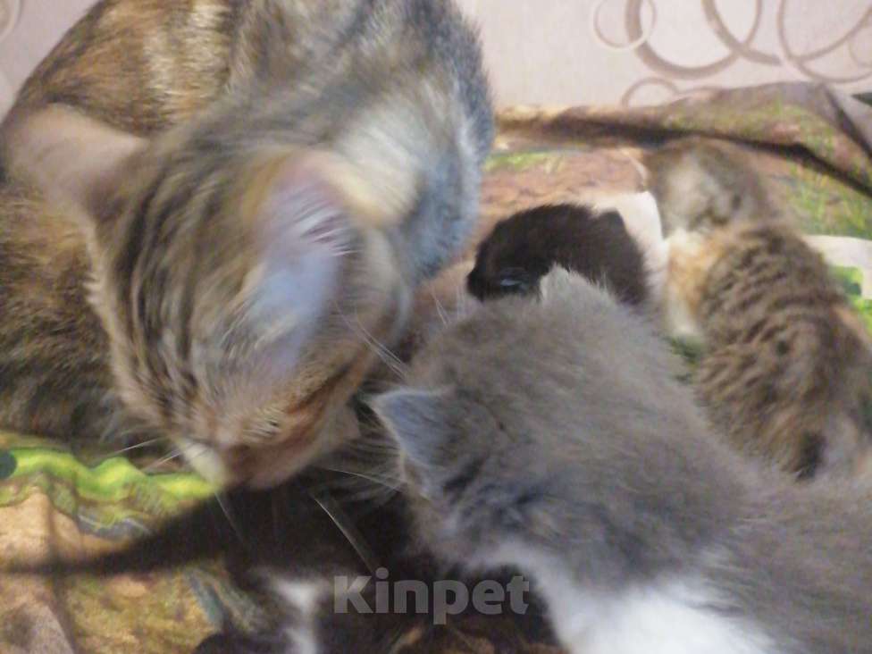 Кошки в Воронеже: Мальчик Мальчик, 300 руб. - фото 3