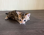 Кошки в Екатеринбурге: Бенгальские чистокровные котята с документами Мальчик, 10 000 руб. - фото 3