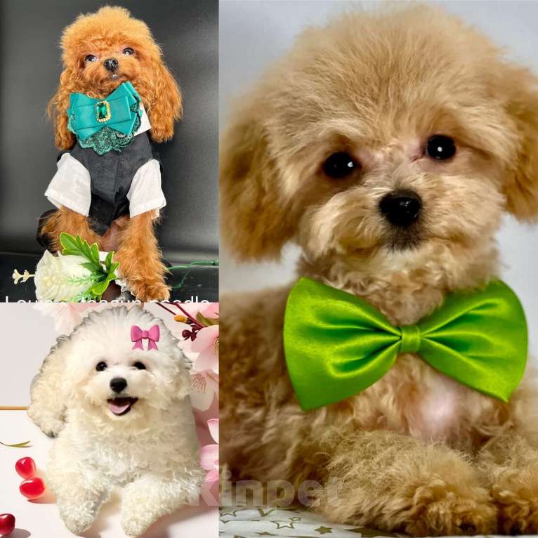 Собаки в Котельнике: Мальтипу ф 1 бишпу Пушон Тедди тикап пудель  Мальчик, 150 000 руб. - фото 4