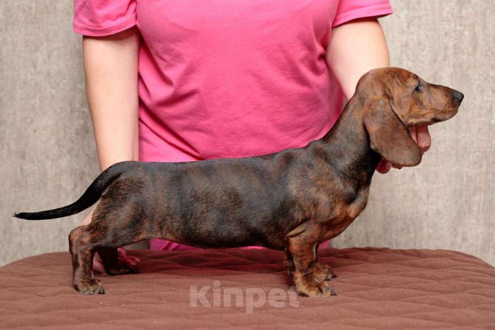 Собаки в Ельце: щенок таксы тигровый Девочка, 65 000 руб. - фото 3