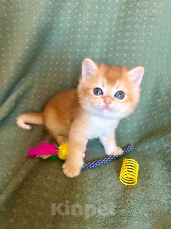 Кошки в Москве: Плюшевая золотая шиншилла Девочка, 41 000 руб. - фото 7