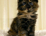 Кошки в Ардоне: Мейн кун котята, 30 000 руб. - фото 1