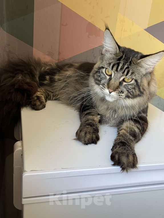 Кошки в Москве: Хичкок Мальчик, 80 000 руб. - фото 5