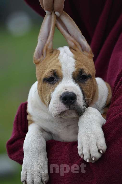 Собаки в Краснодаре: Кобель ам стаффа РКФ Мальчик, 80 000 руб. - фото 7