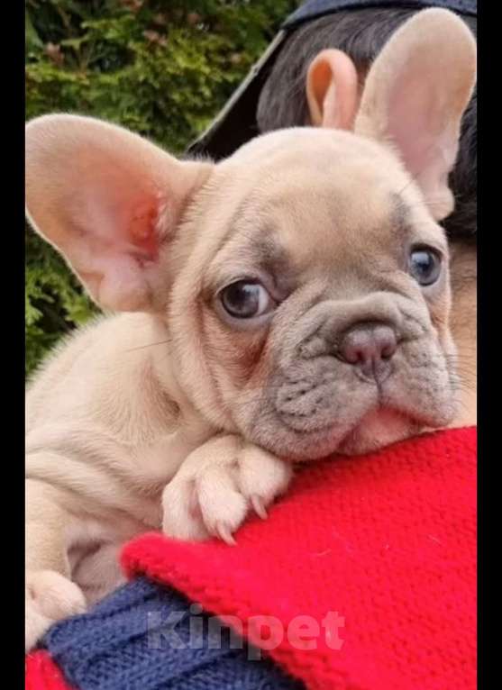 Собаки в Москве: Девочка, лиловопалевая Девочка, 55 000 руб. - фото 4