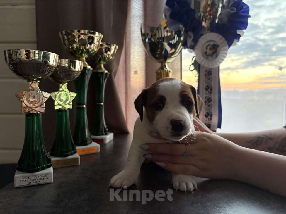 Собаки в других городах Московской области: Щенок Джек Рассел терьер Мальчик, Бесплатно - фото 1