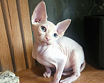 Кошки в Москве: Канадский сфинкс Девочка, 25 000 руб. - фото 4