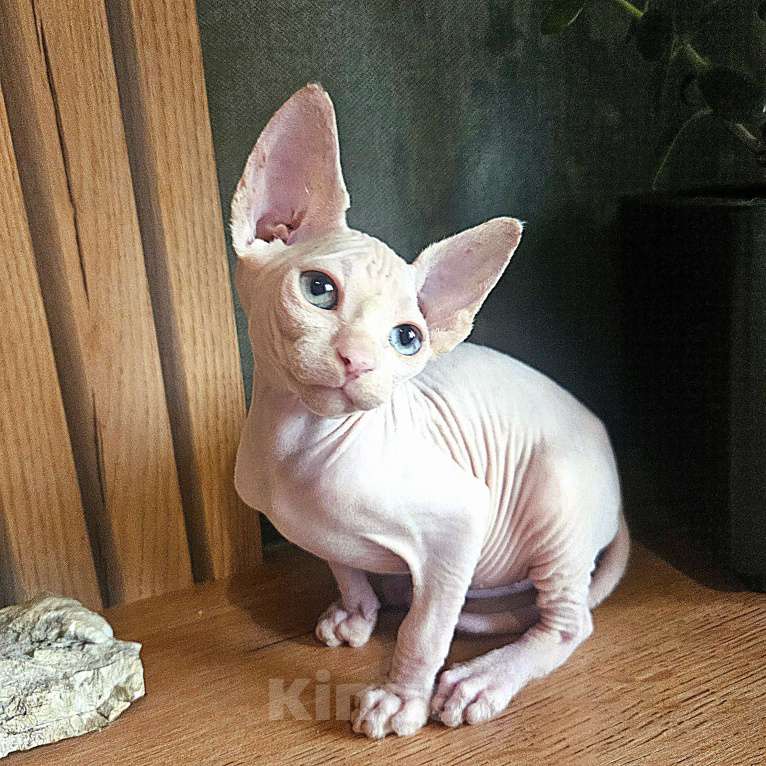 Кошки в Москве: Канадский сфинкс Девочка, 25 000 руб. - фото 4