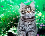 Кошки в Саратове: Котенок Дастин Мальчик, 60 000 руб. - фото 5