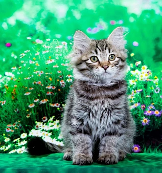 Котенок Дастин