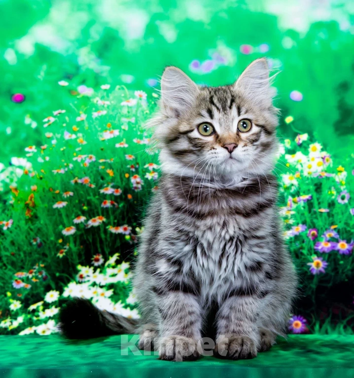 Кошки в Саратове: Котенок Дастин Мальчик, 60 000 руб. - фото 5