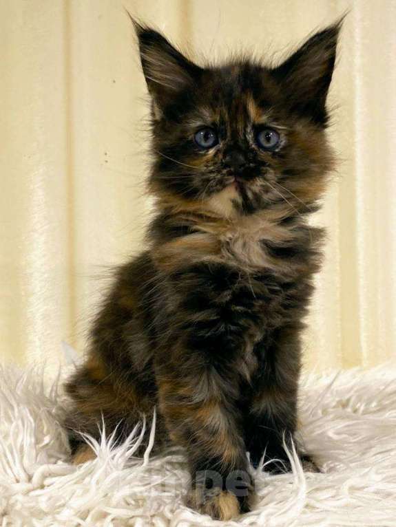 Кошки в Ардоне: Мейн кун котята, 30 000 руб. - фото 1