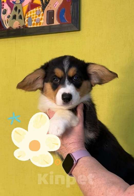 Собаки в Москве: Вельш Корги Кардиган Разнополые, 30 000 руб. - фото 2