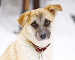 Собаки в Балашихе: Небольшая ручная ласковая собачка 1 г. из приюта Девочка, Бесплатно - фото 1