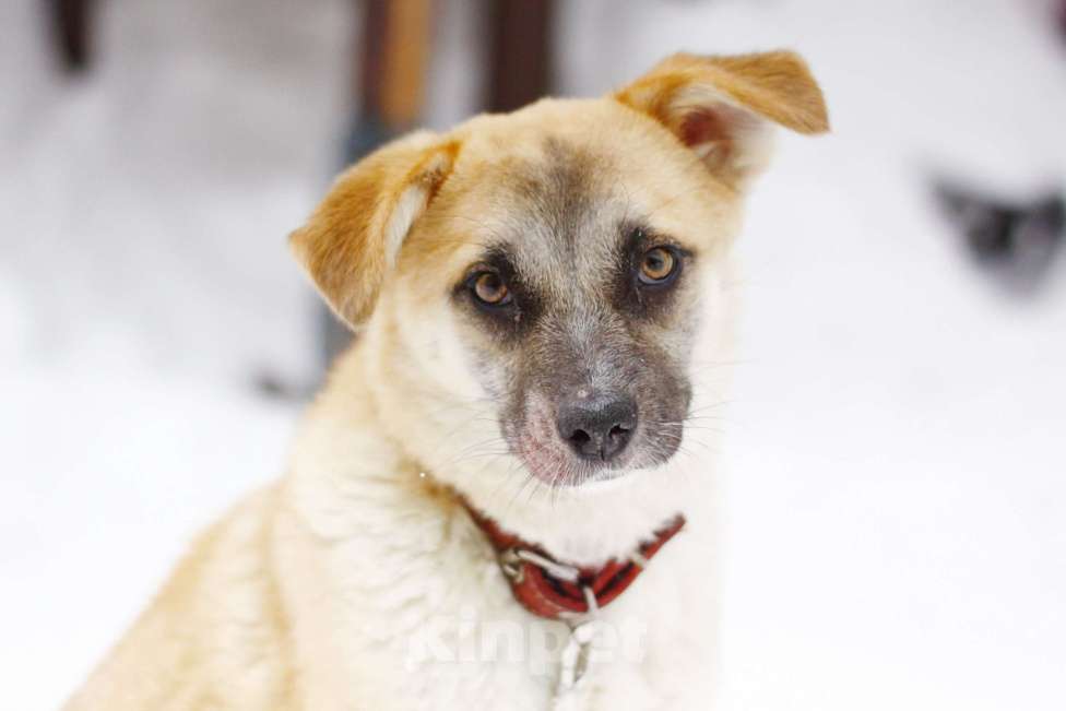 Собаки в Балашихе: Небольшая ручная ласковая собачка 1 г. из приюта Девочка, Бесплатно - фото 1