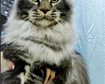 Кошки в Перми: Котята мейн-кун Мальчик, 30 000 руб. - фото 2