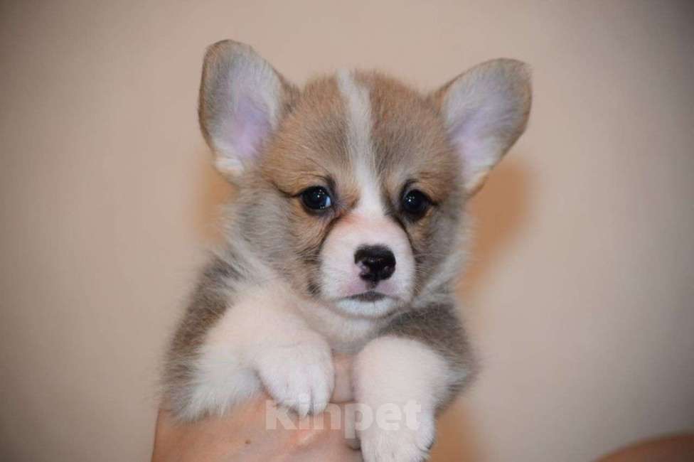 Собаки в Краснодаре: Корги Девочка, 65 000 руб. - фото 6