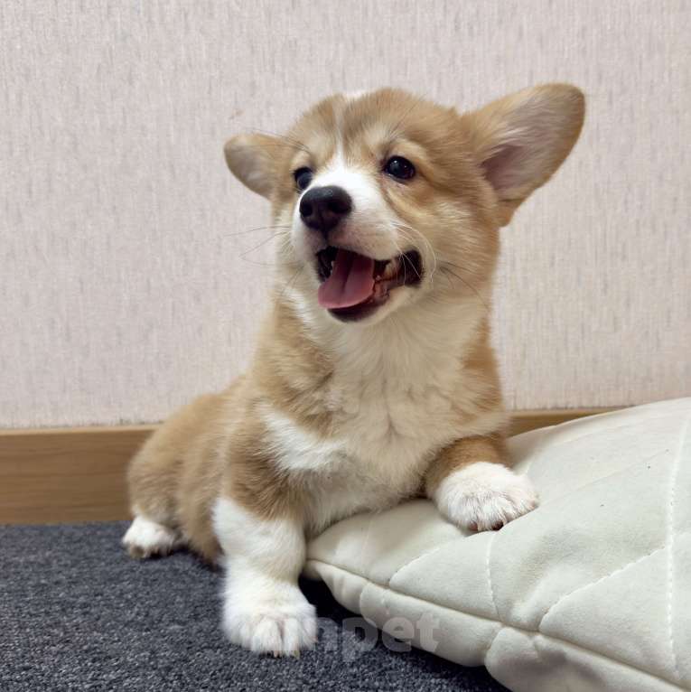 Собаки в других городах Московской области: Красивая девочка Девочка, 50 000 руб. - фото 1