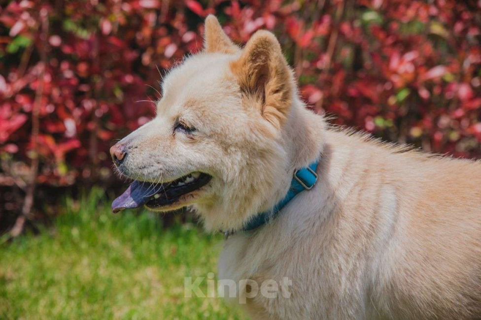 Собаки в Аксае: Волонтерская собака Мишель Чау-чау Девочка, 20 000 руб. - фото 2