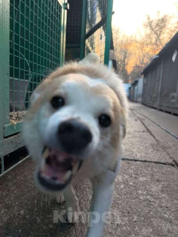 Собаки в Москве: Триша, мальчик, 4 года Мальчик, Бесплатно - фото 2