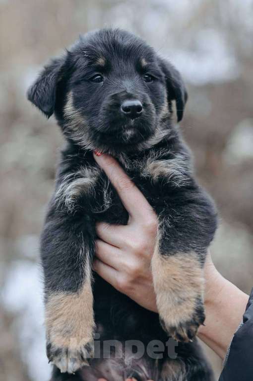 Собаки в Москве: Енисей  Мальчик, Бесплатно - фото 4