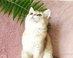 Кошки в Ижевске: Котенок золотая шиншилла Девочка, 25 000 руб. - фото 3
