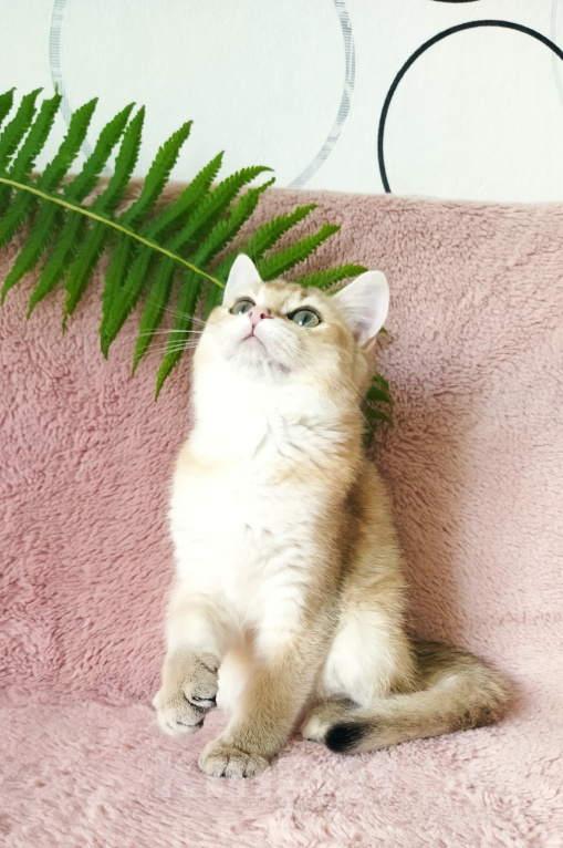 Кошки в Ижевске: Котенок золотая шиншилла Девочка, 25 000 руб. - фото 3