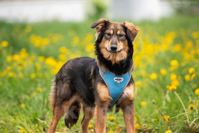 Собаки в Москве: Жасмин - свет очей, отрада души, услада сердца Девочка, Бесплатно - фото 3