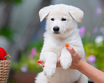Собаки в Санкт-Петербурге: Высокопородный щенок белой швейцарской овчарки,Девочка 2 Девочка, 70 000 руб. - фото 3