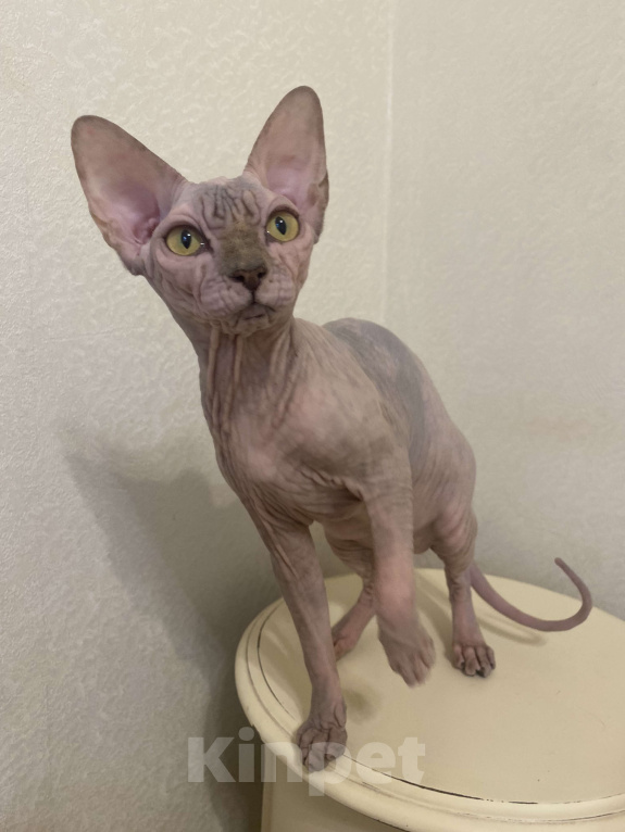 Кошки в Москве: Продается девочка с необычным окрасом Девочка, 50 000 руб. - фото 3