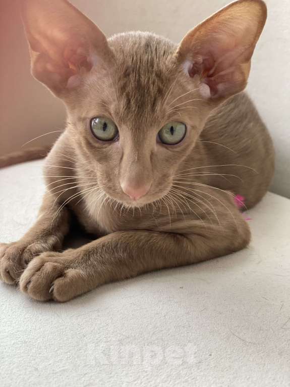 Кошки в Анапе: Ориентальный мальчик  Мальчик, 75 000 руб. - фото 4