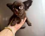 Собаки в Ростове-на-Дону: Чихуахуа мальчик Мальчик, 35 000 руб. - фото 4