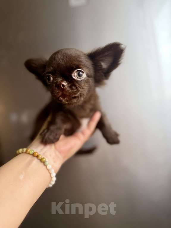 Собаки в Ростове-на-Дону: Чихуахуа мальчик Мальчик, 35 000 руб. - фото 4