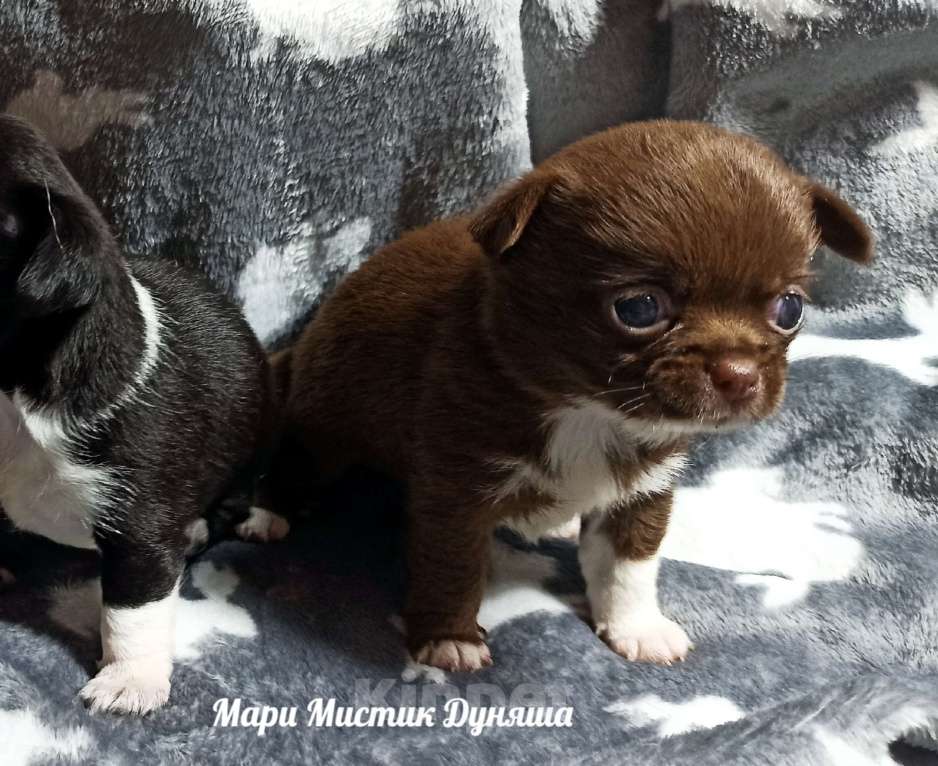 Собаки в Санкт-Петербурге: Чихуахуа Дуняша шоколадного окраса Девочка, 80 000 руб. - фото 5
