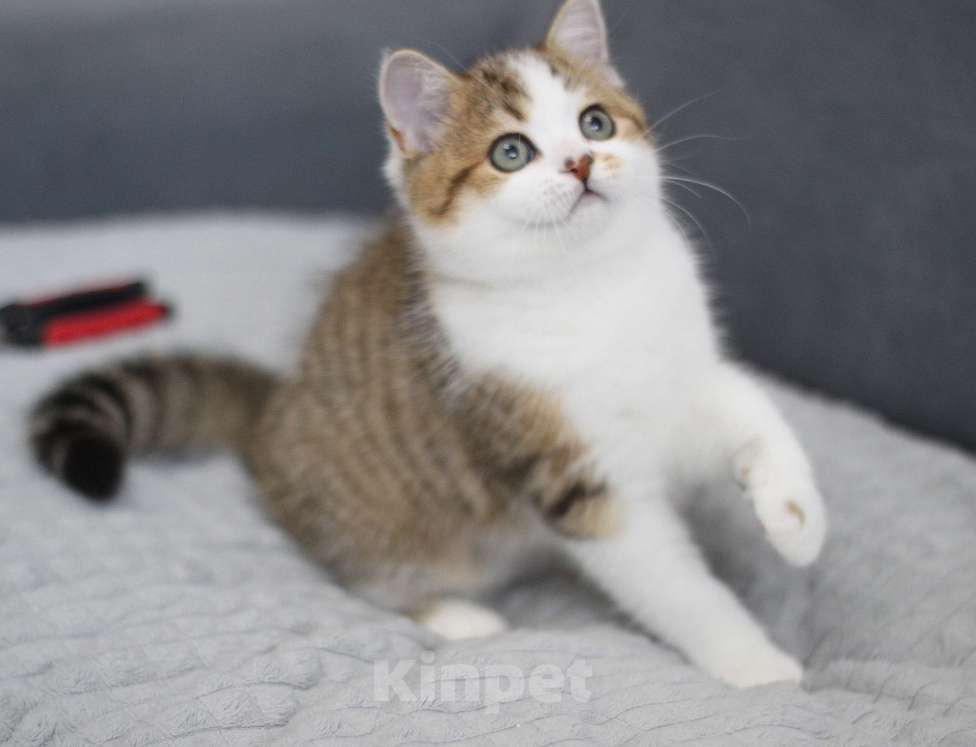 Кошки в Москве: Еремей Мальчик, 20 000 руб. - фото 4