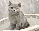 Кошки в Санкт-Петербурге: Продается британский котенок Мальчик, Бесплатно - фото 1