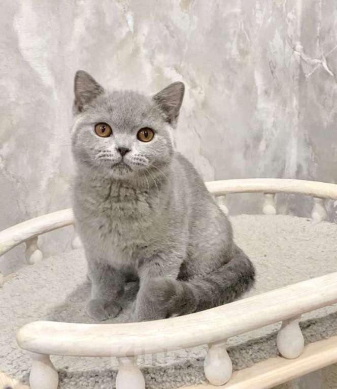 Кошки в Санкт-Петербурге: Продается британский котенок Мальчик, Бесплатно - фото 1