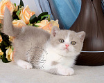 Кошки в Мурином: Британский котик окраса лиловый биколор Мальчик, 33 000 руб. - фото 4