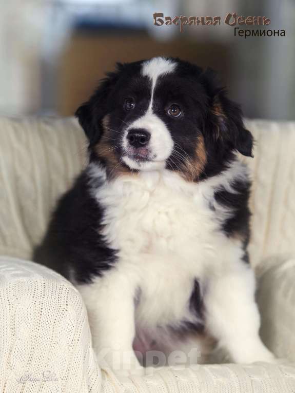 Собаки в других городах Московской области: Продается девочка миниаусси Девочка, 60 000 руб. - фото 7