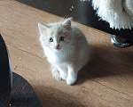 Кошки в Нижнекамске: Подарю котят в добрые руки Мальчик, Бесплатно - фото 3
