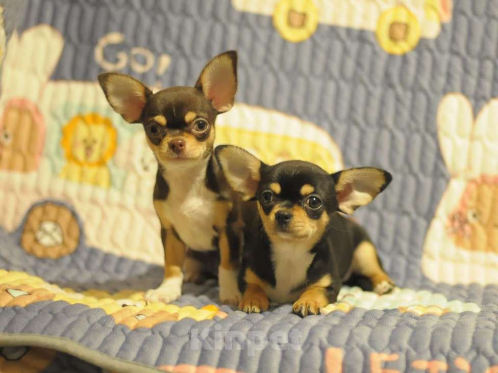 Собаки в Красноярске: Чудо как хороши наши малыши Мальчик, Бесплатно - фото 4