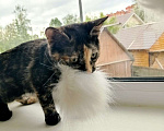 Кошки в Щелково: Котёнок Девочка, 1 руб. - фото 3