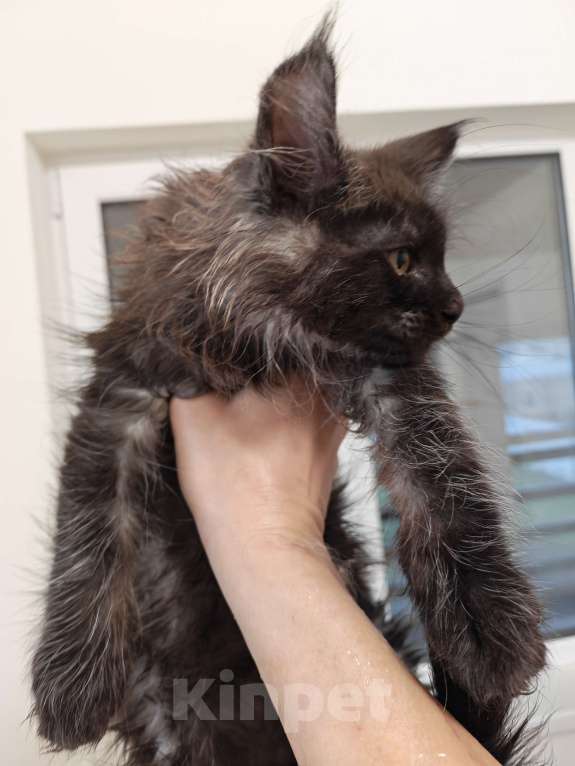 Кошки в Павловском Посаде: Мейн-кун мальчик 2 месяца Мальчик, 37 000 руб. - фото 2