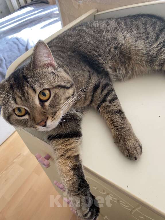 Кошки в Волгограде: Кот Шотландский 1год Мальчик, Бесплатно - фото 3