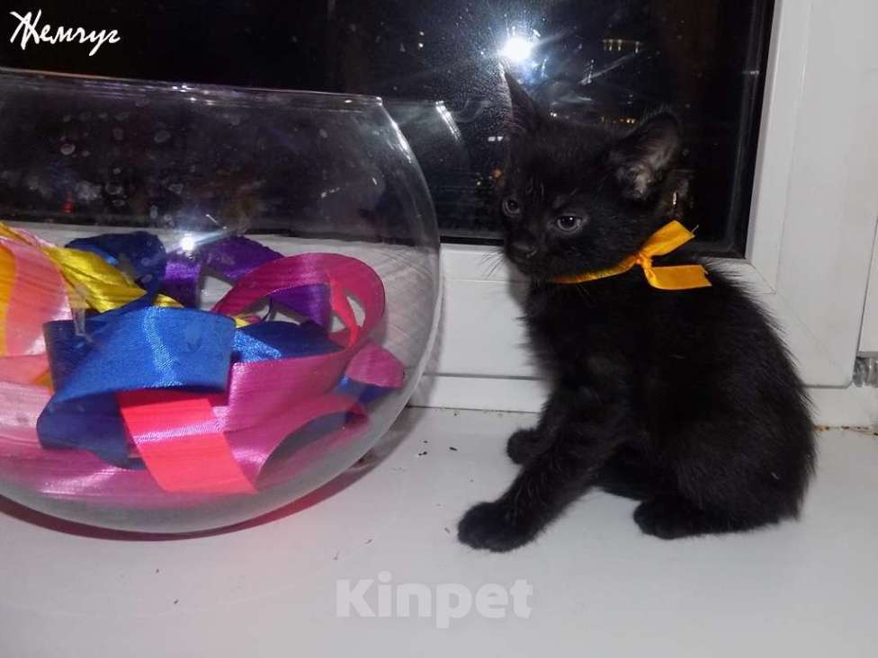 Кошки в Москве: Бомбейский мальчик Мальчик, 15 000 руб. - фото 5