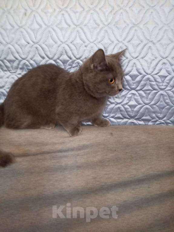 Кошки в других городах Воронежской области: Котята короткие лапки . Девочка, 35 900 руб. - фото 1